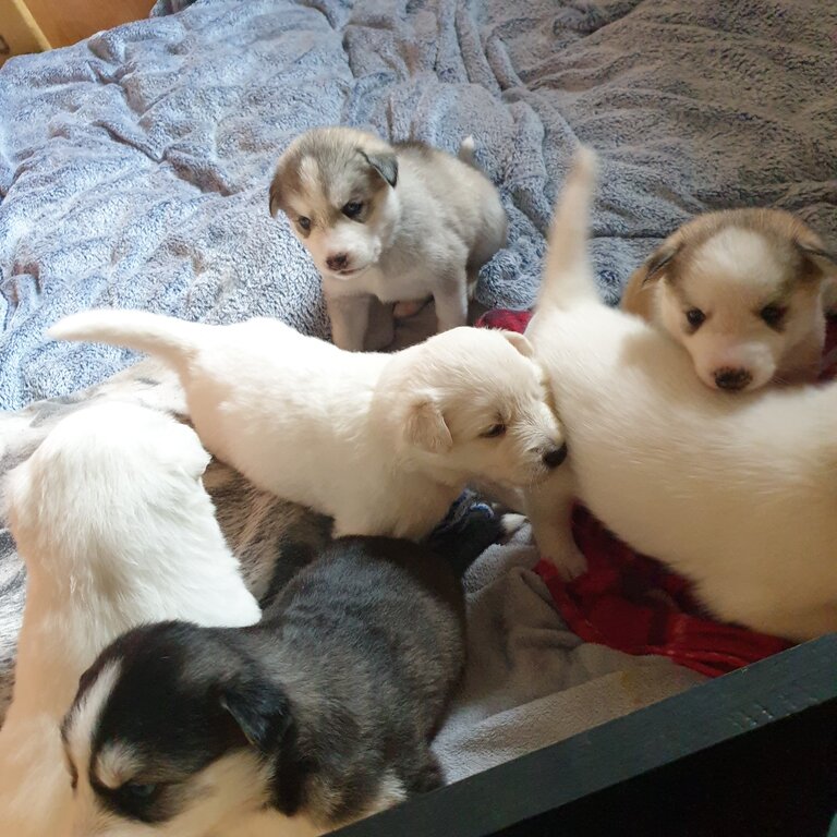 Huskita sales for sale