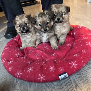 Pomeranian Puppies for Sale