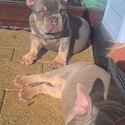 French bulldogs -0