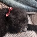 Beautiful labradoodle pups-1