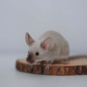 Pet fancy mice