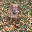 Rehoming Rufus -4