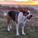 Unbelivably well behaved dog -2