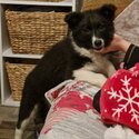 Collie/Husky pup for sale-0