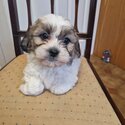 Beautiful  Shih Tzu / Bichion -1
