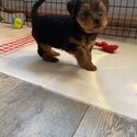 Yorkshire terrier puppies-0
